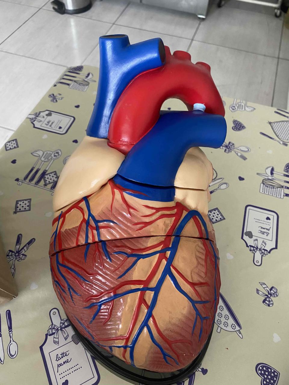 Modelo anatómico de corazón humano - miniatura 1