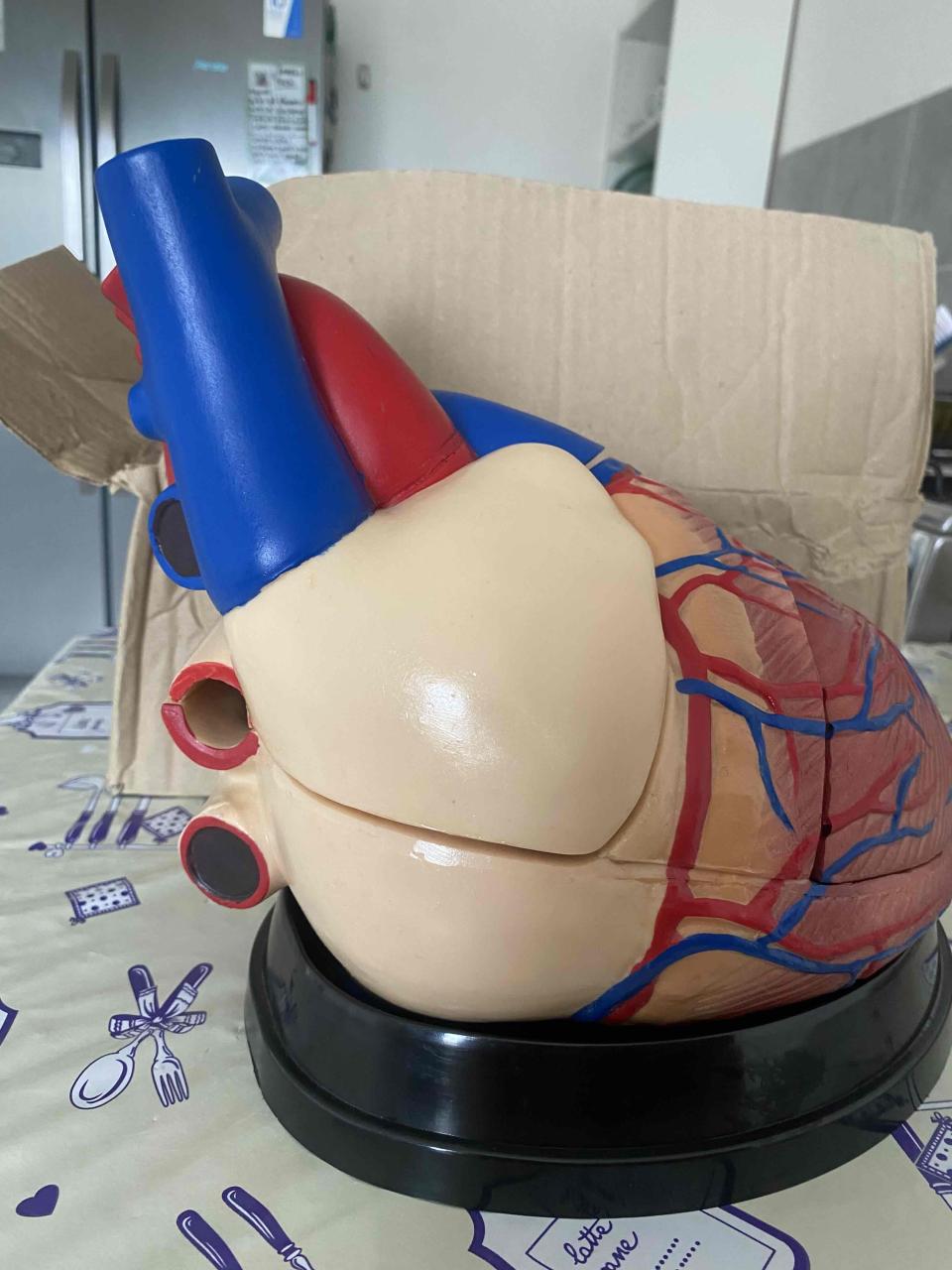 Modelo anatómico de corazón humano - miniatura 2