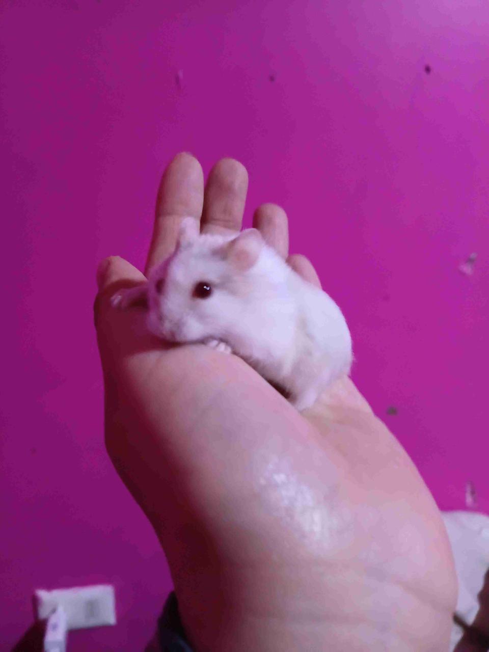 Hamster disponible - miniatura 1
