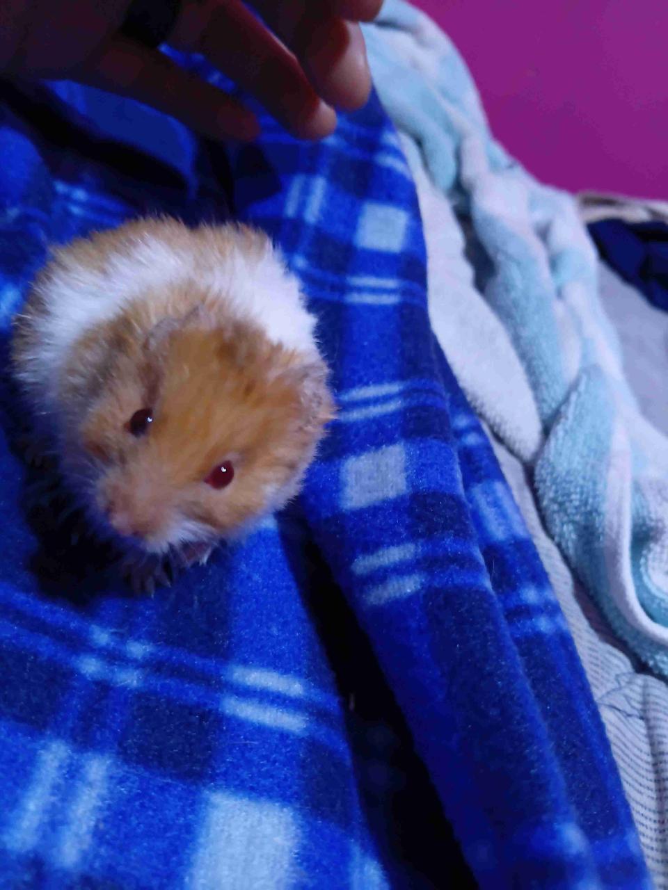Hamster disponible - miniatura 2
