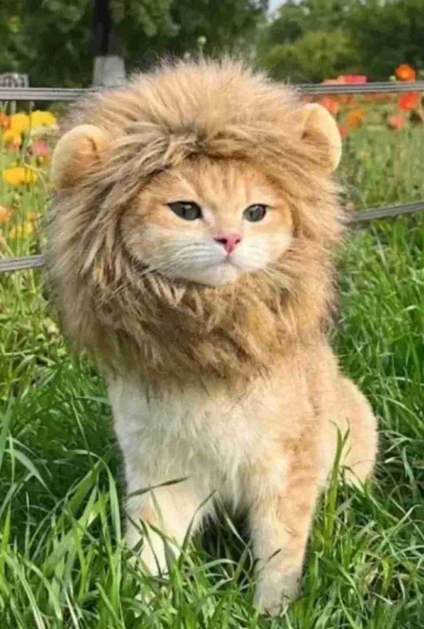 Disfraz Gorro De León, Peluca Para Perro y Gato - miniatura 1