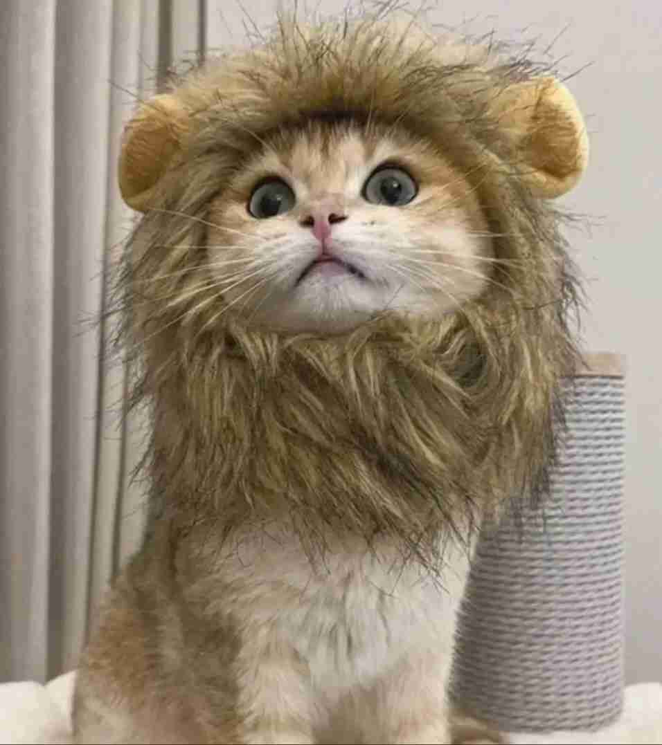 Disfraz Gorro De León, Peluca Para Perro y Gato - miniatura 3