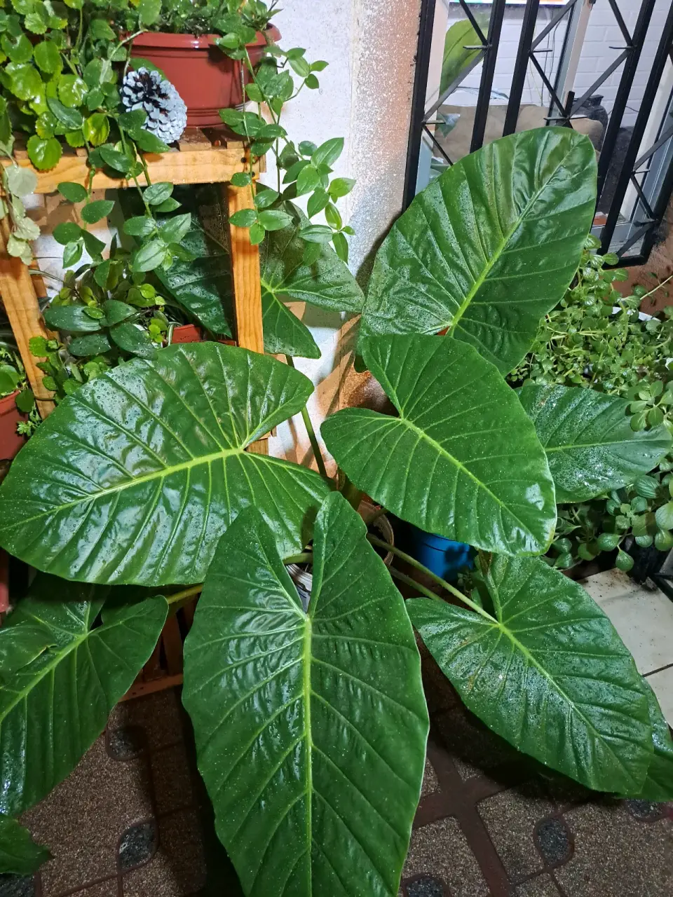 Planta de hojas grandes