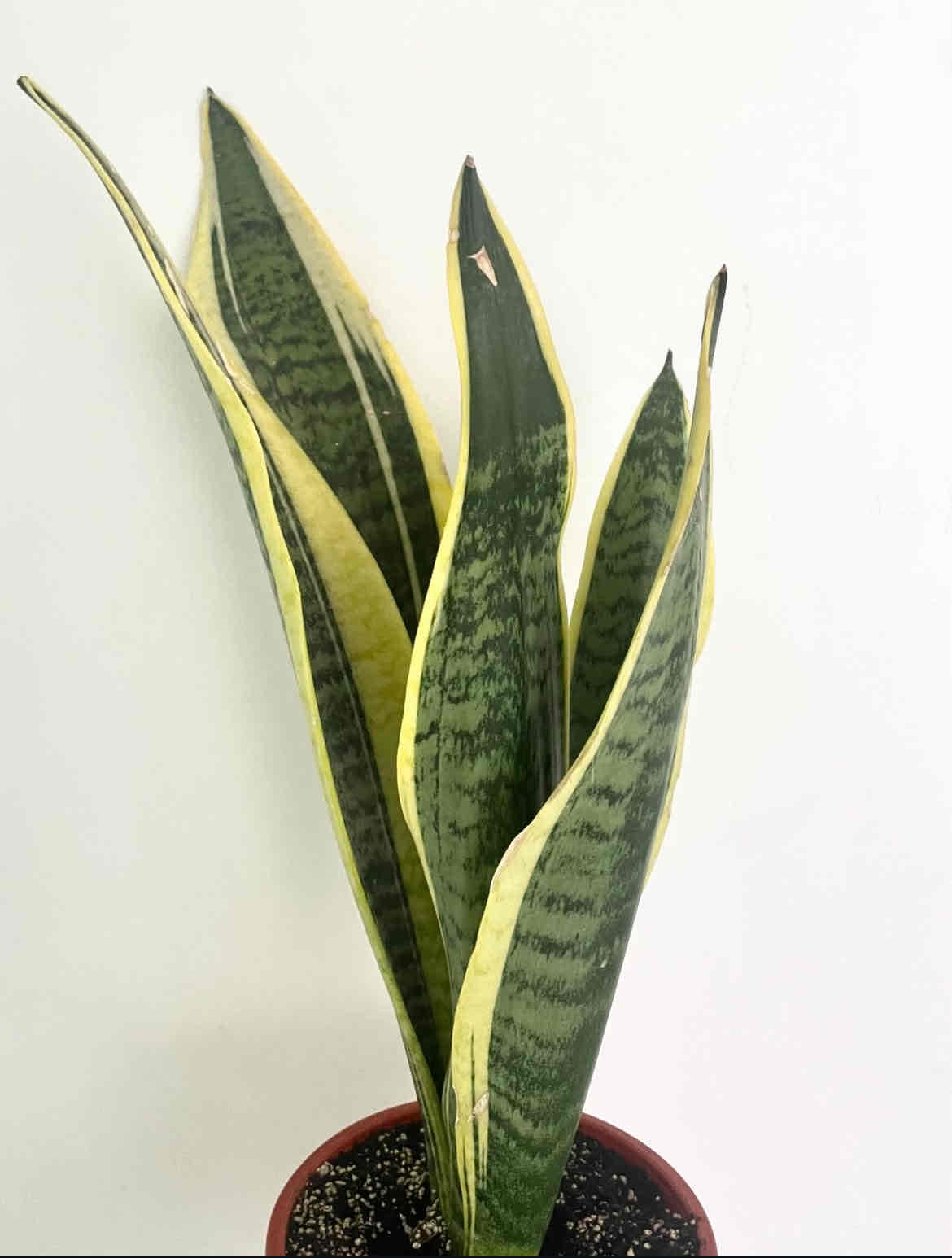 Planta Sansevieria