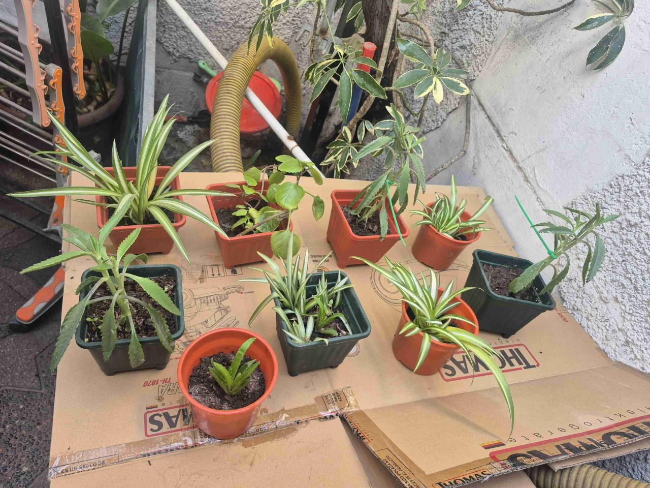 Macetas con plantas decorativas - miniatura 2