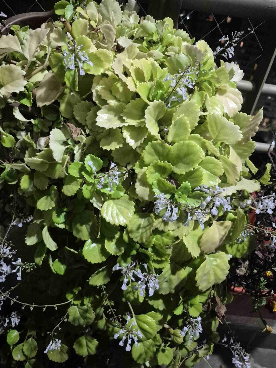 Macetas con plantas decorativas - miniatura 3