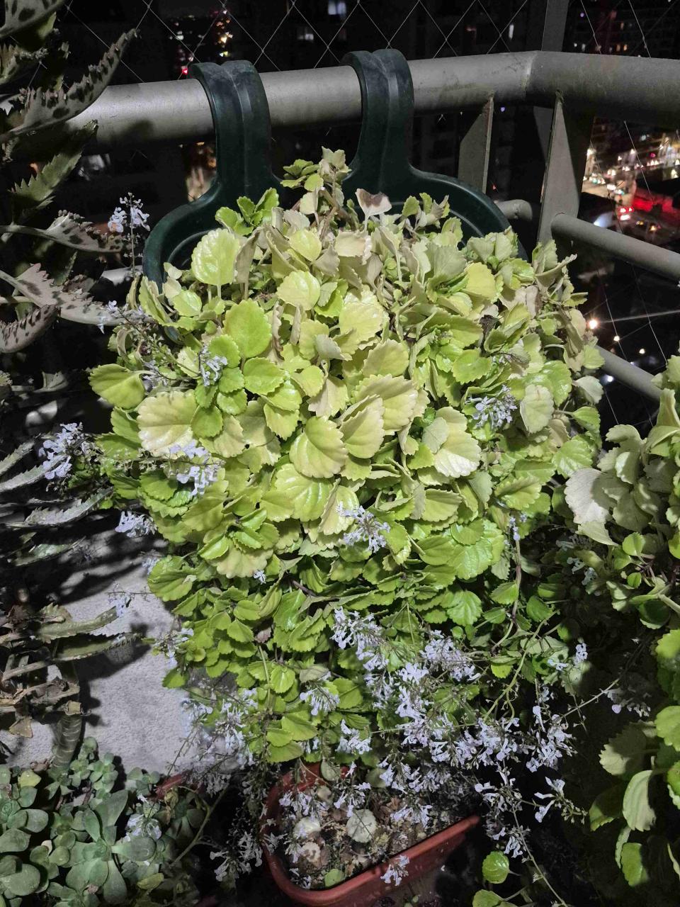 Macetas con plantas decorativas - miniatura 4