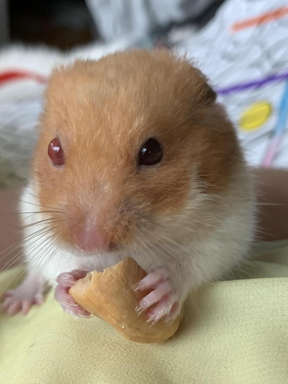 Hamster sirio