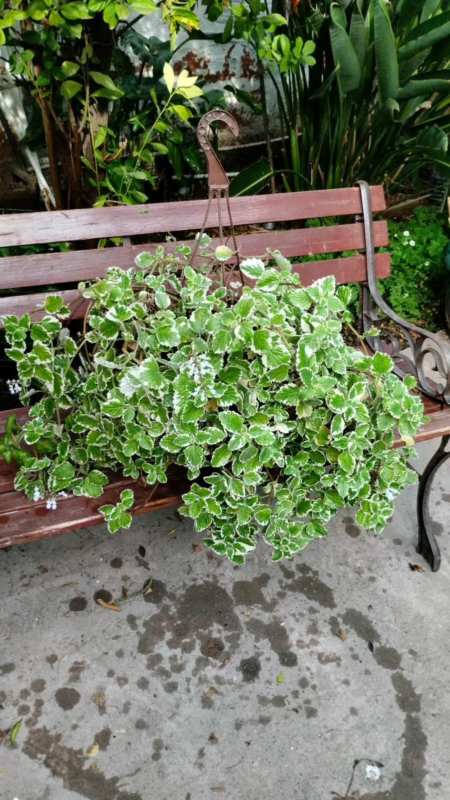 Planta Incienso