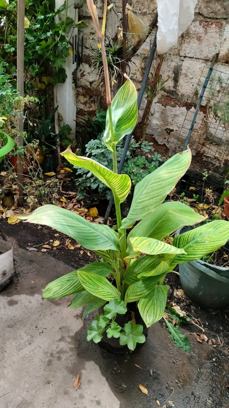 Plantas Achira - miniatura 2