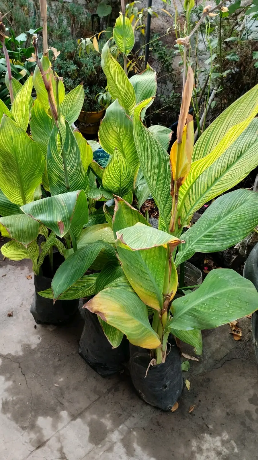 Plantas Achira - miniatura 3