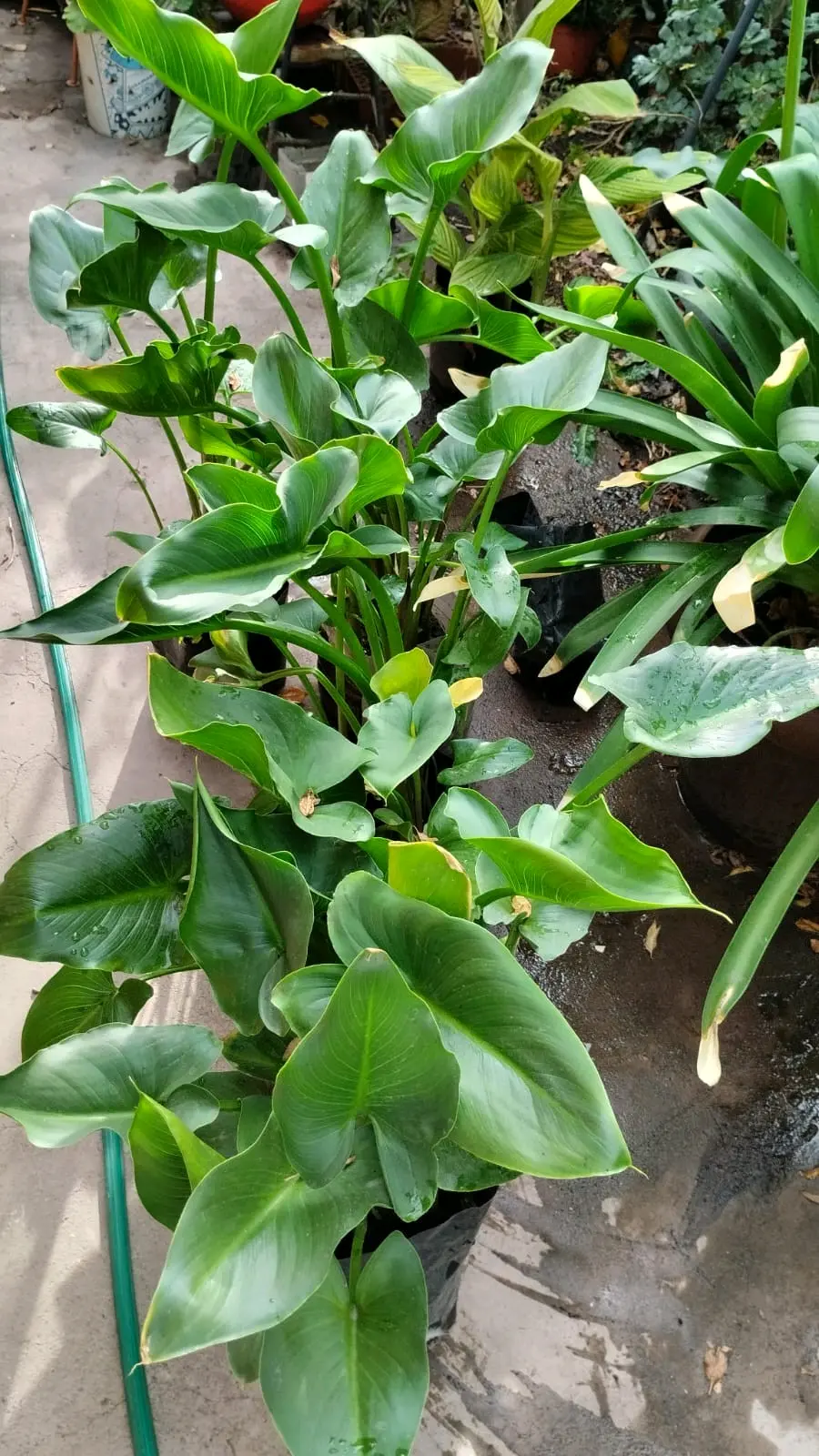 Planta de interior elegante - miniatura 1