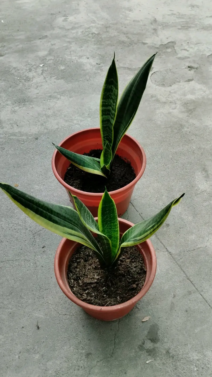 Planta Lengua de Suegra - miniatura 2