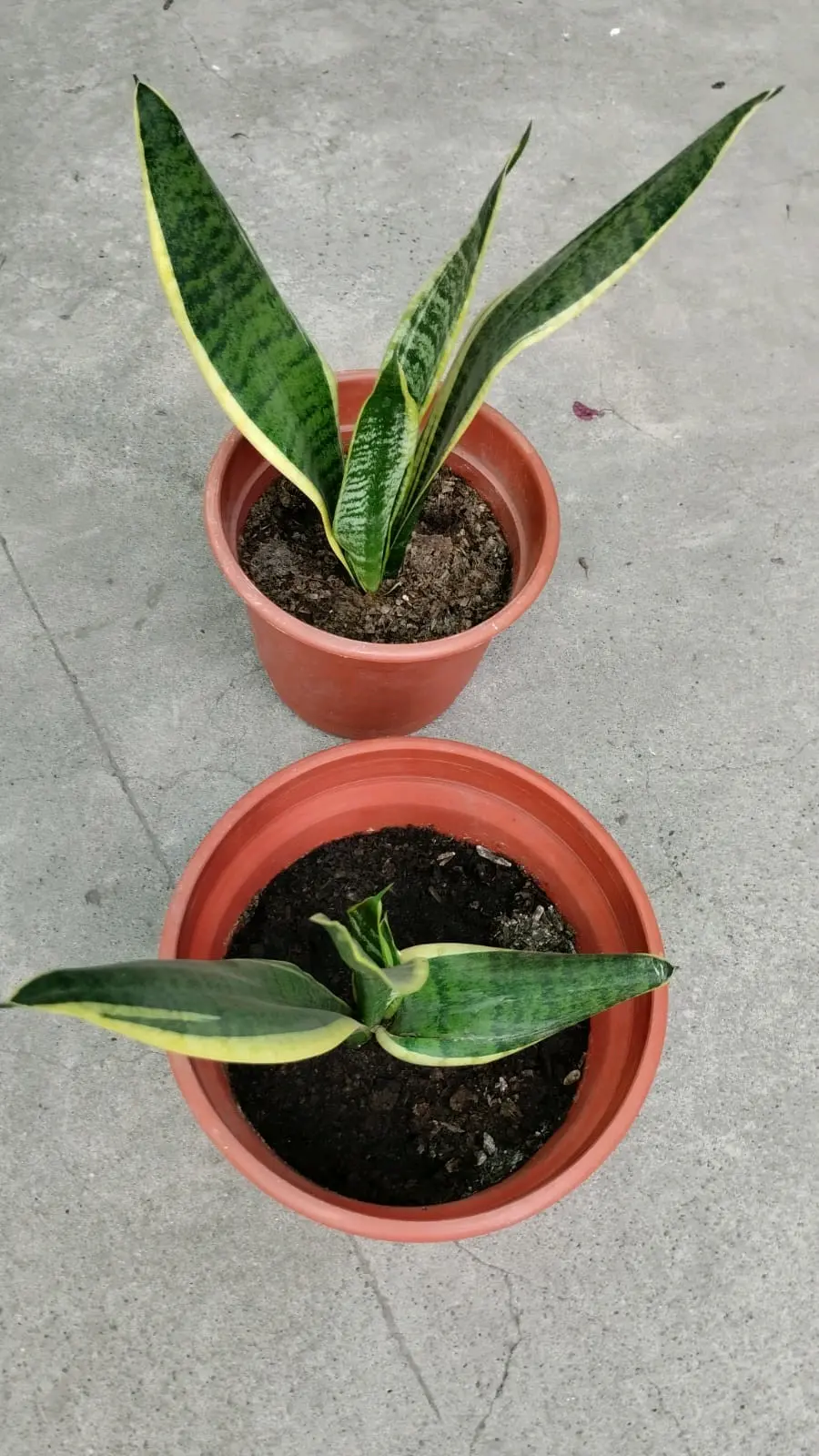 Planta Lengua de Suegra - miniatura 3