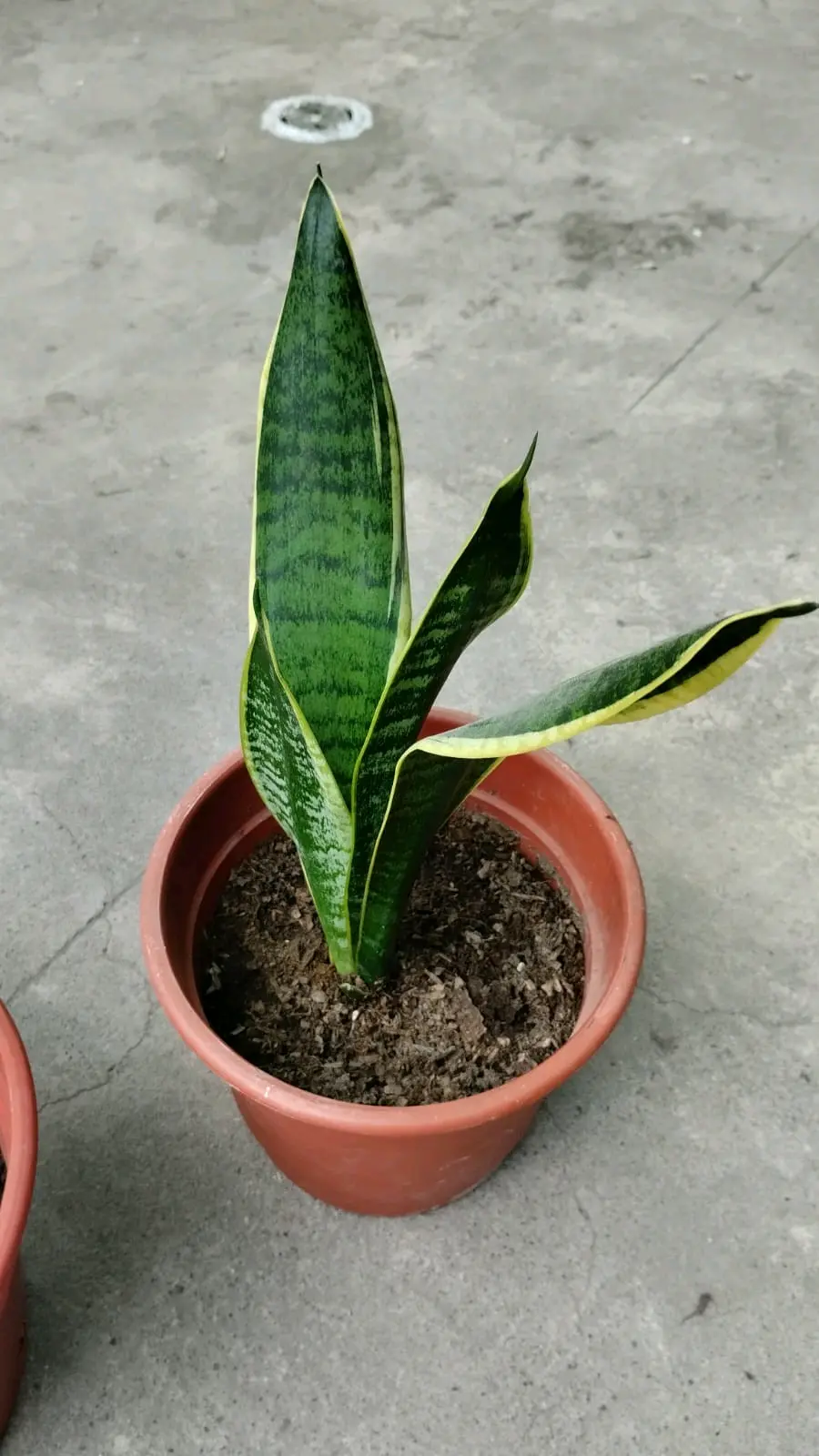 Planta Lengua de Suegra - miniatura 4