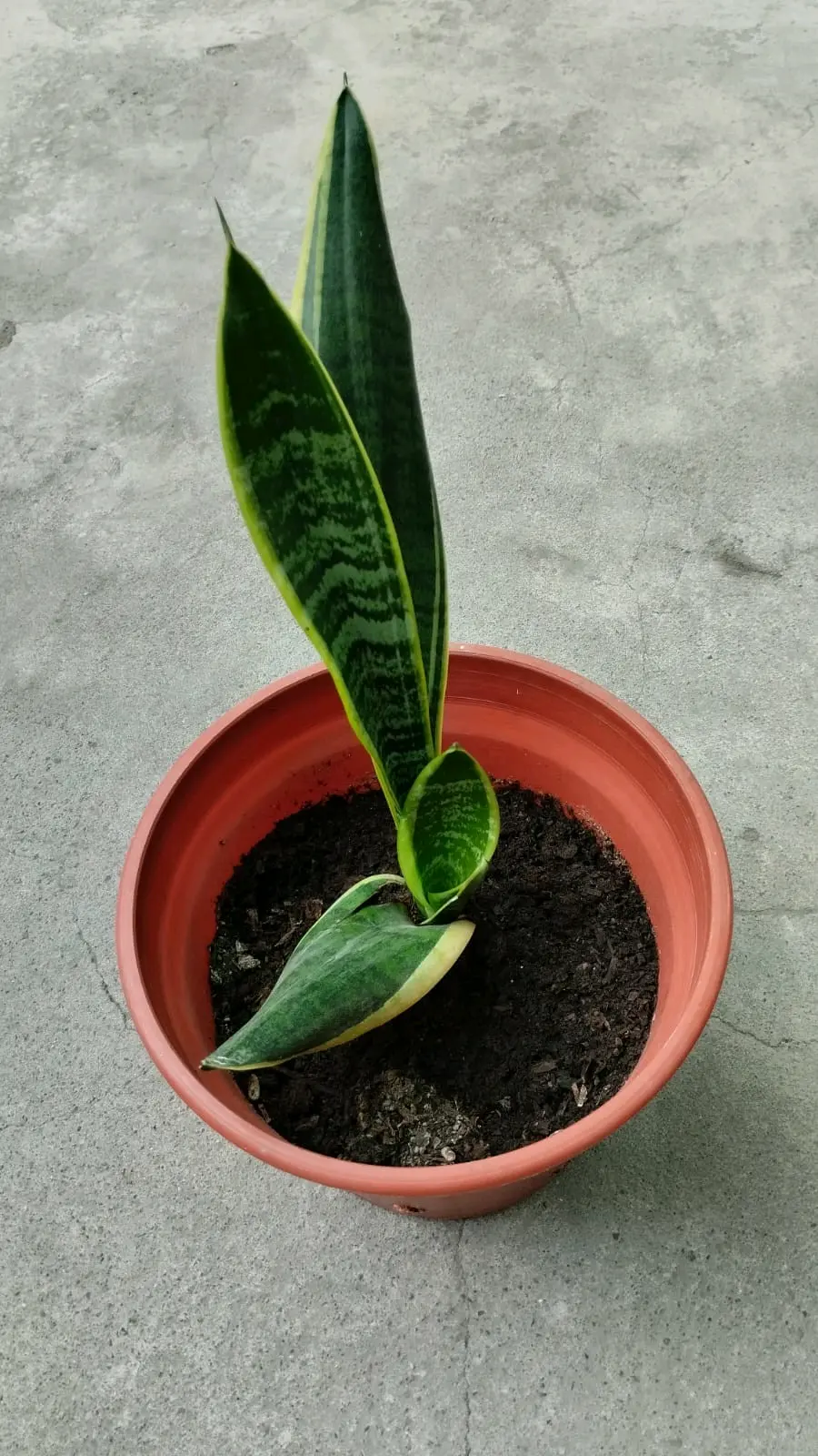 Planta Lengua de Suegra - miniatura 5