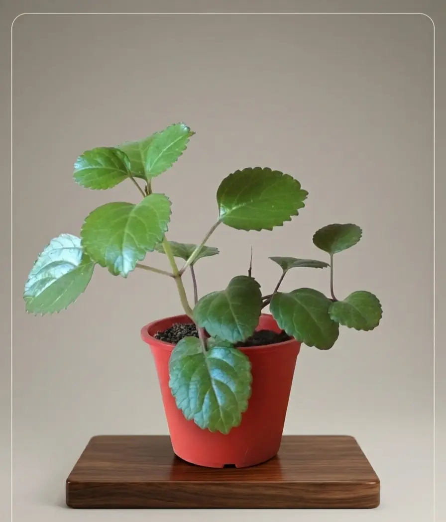 Planta decorativa de interior - miniatura 2