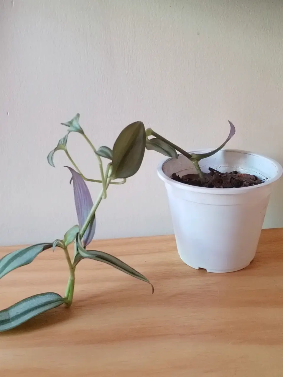 Planta decorativa de interior - miniatura 3