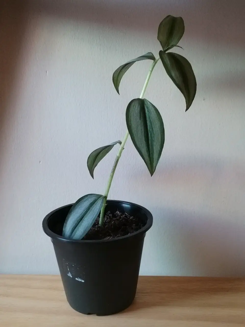 Planta decorativa de interior - miniatura 4