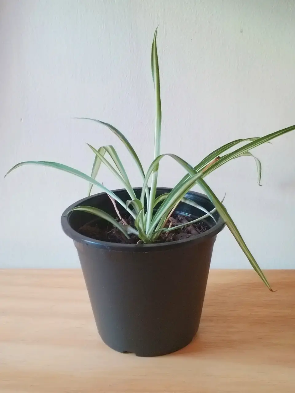 Planta decorativa de interior - miniatura 5