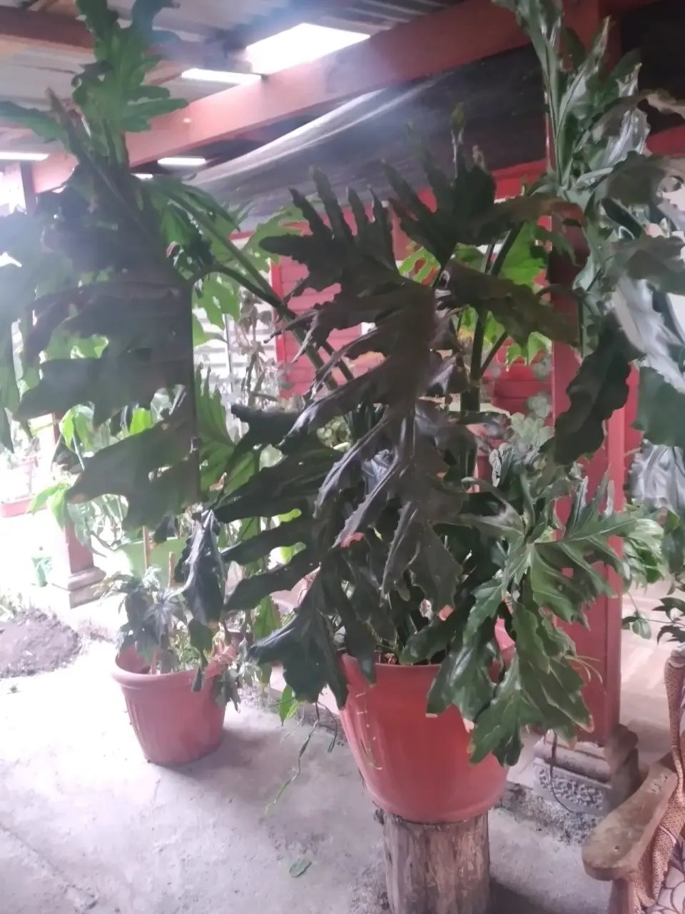 Planta de interior grande - miniatura 1