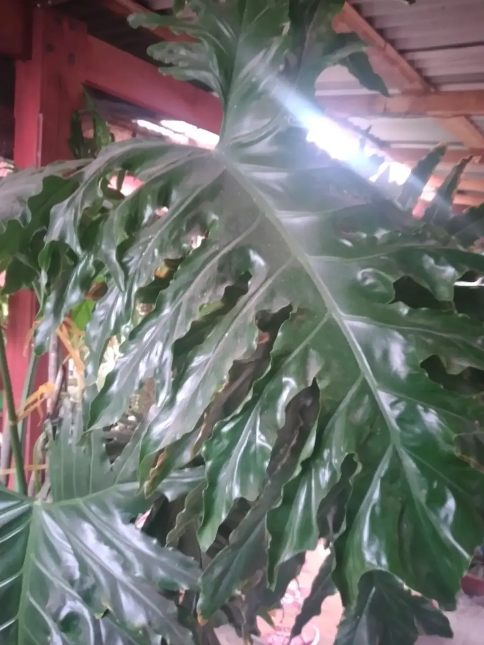 Planta de interior grande - miniatura 2