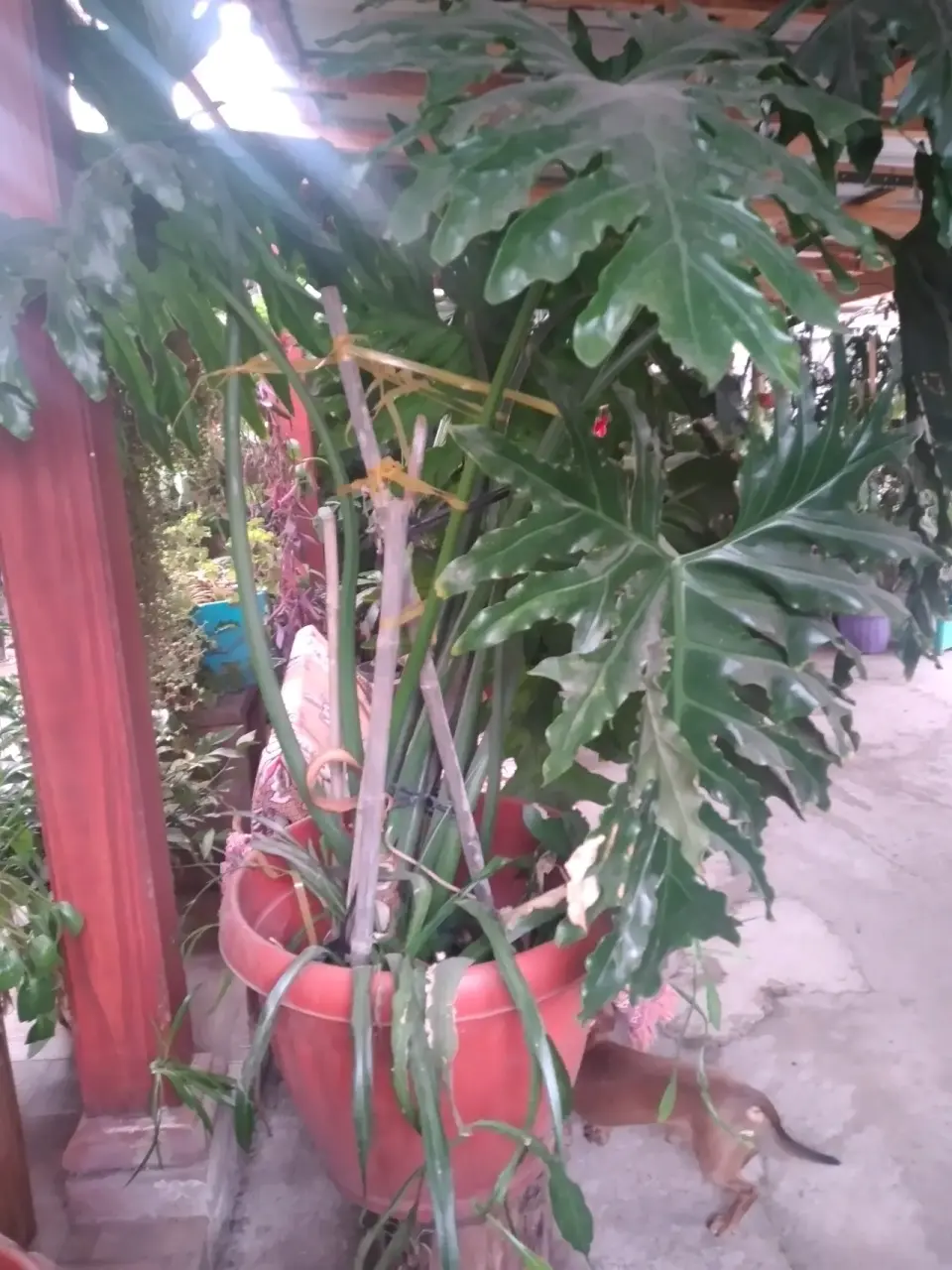 Planta de interior grande - miniatura 3