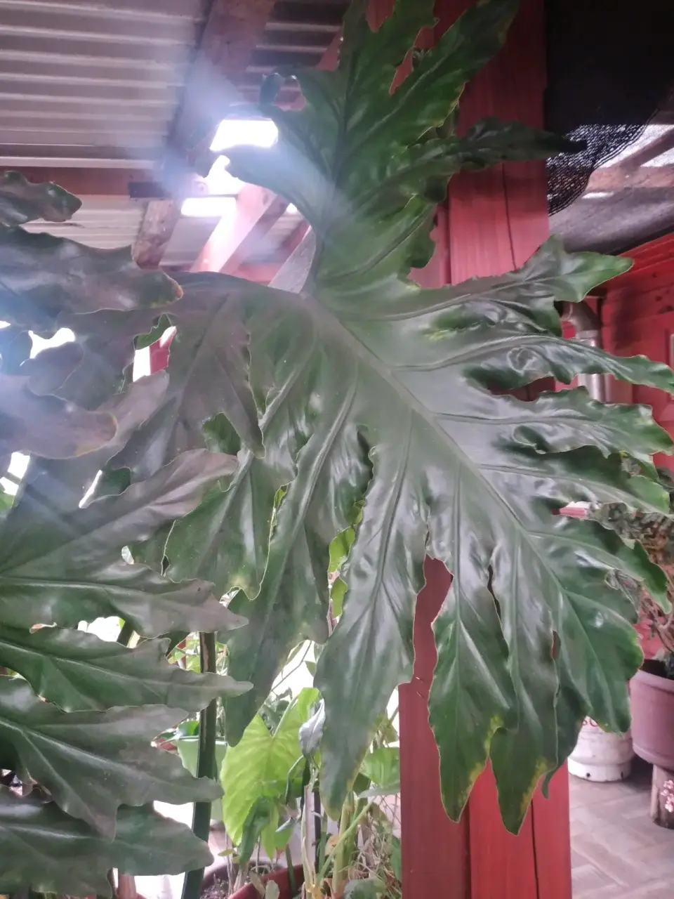 Planta de interior grande - miniatura 4