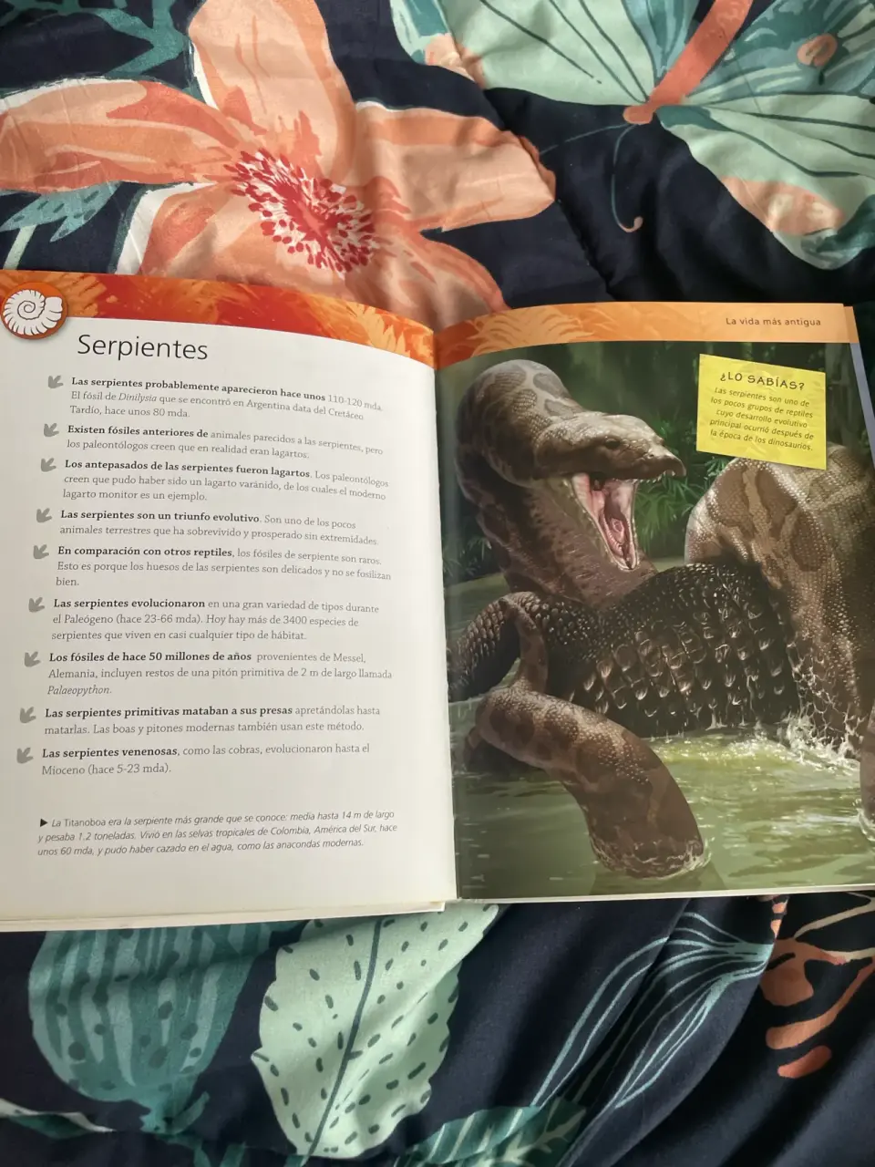 Enciclopedia de los Dinosaurios - miniatura 4