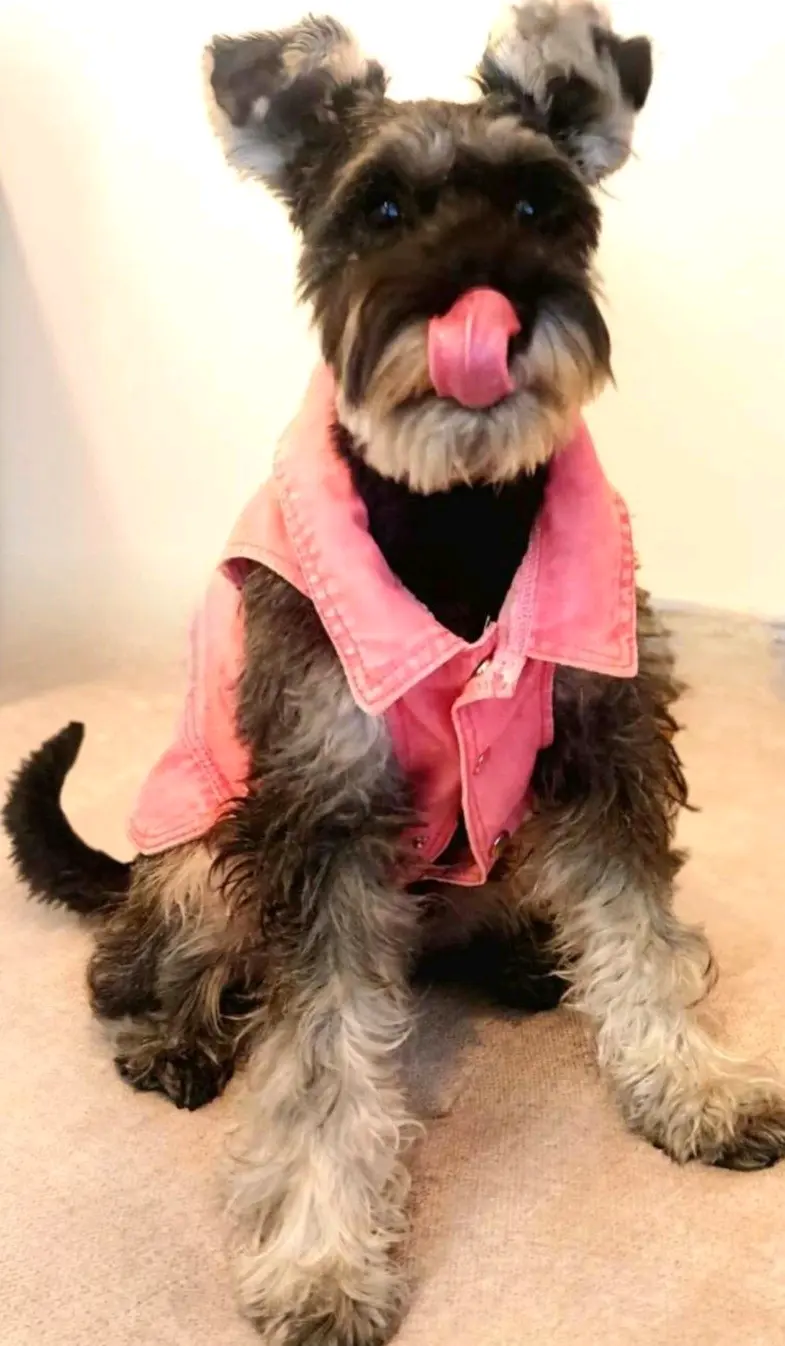 Arnés/Chaqueta Mezclilla Rosa c/Hebilla, Perritos - miniatura 1