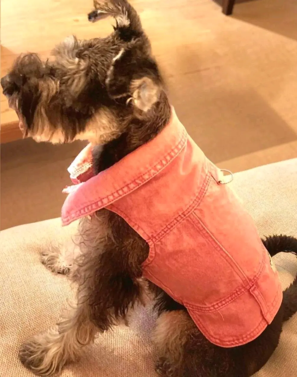 Arnés/Chaqueta Mezclilla Rosa c/Hebilla, Perritos - miniatura 3