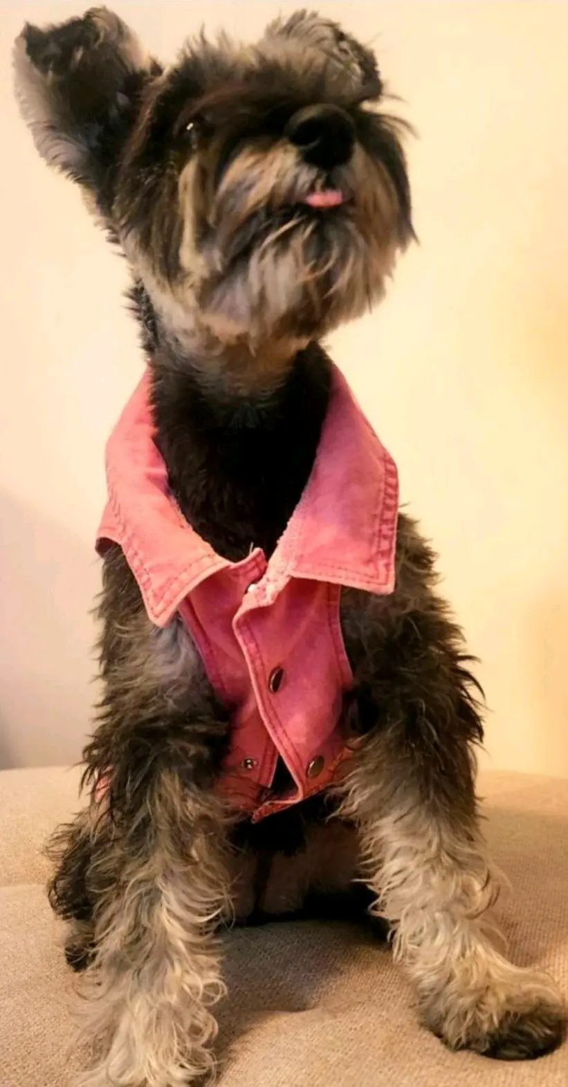 Arnés/Chaqueta Mezclilla Rosa c/Hebilla, Perritos - miniatura 4