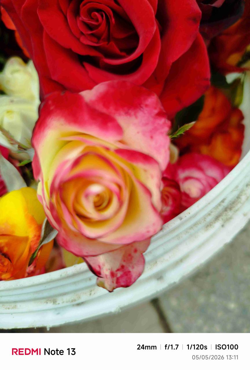 Rosas variadas - miniatura 2