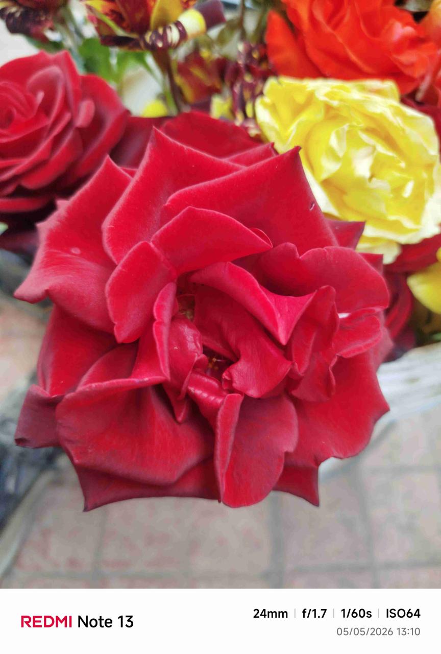 Rosas variadas - miniatura 3