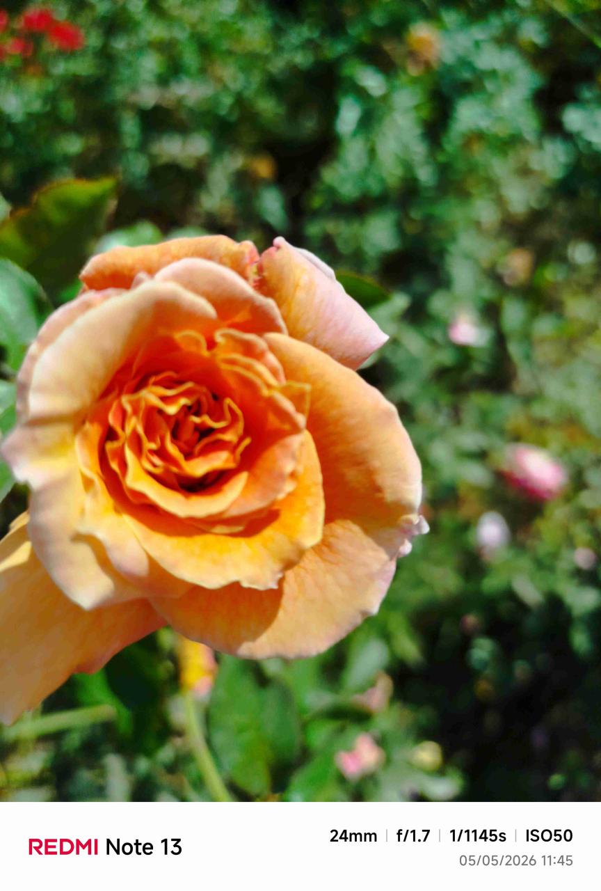 Rosas variadas - miniatura 4