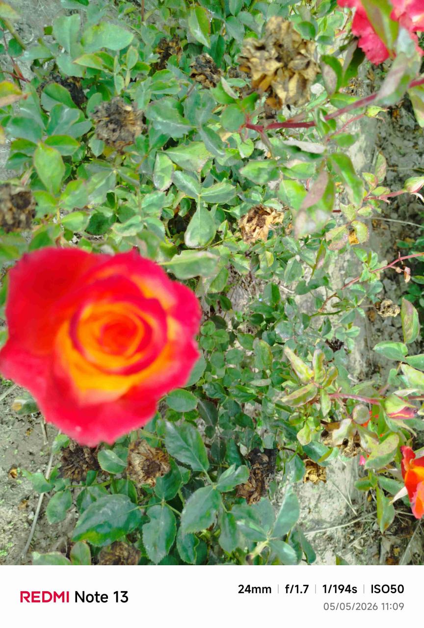 Rosas variadas - miniatura 5