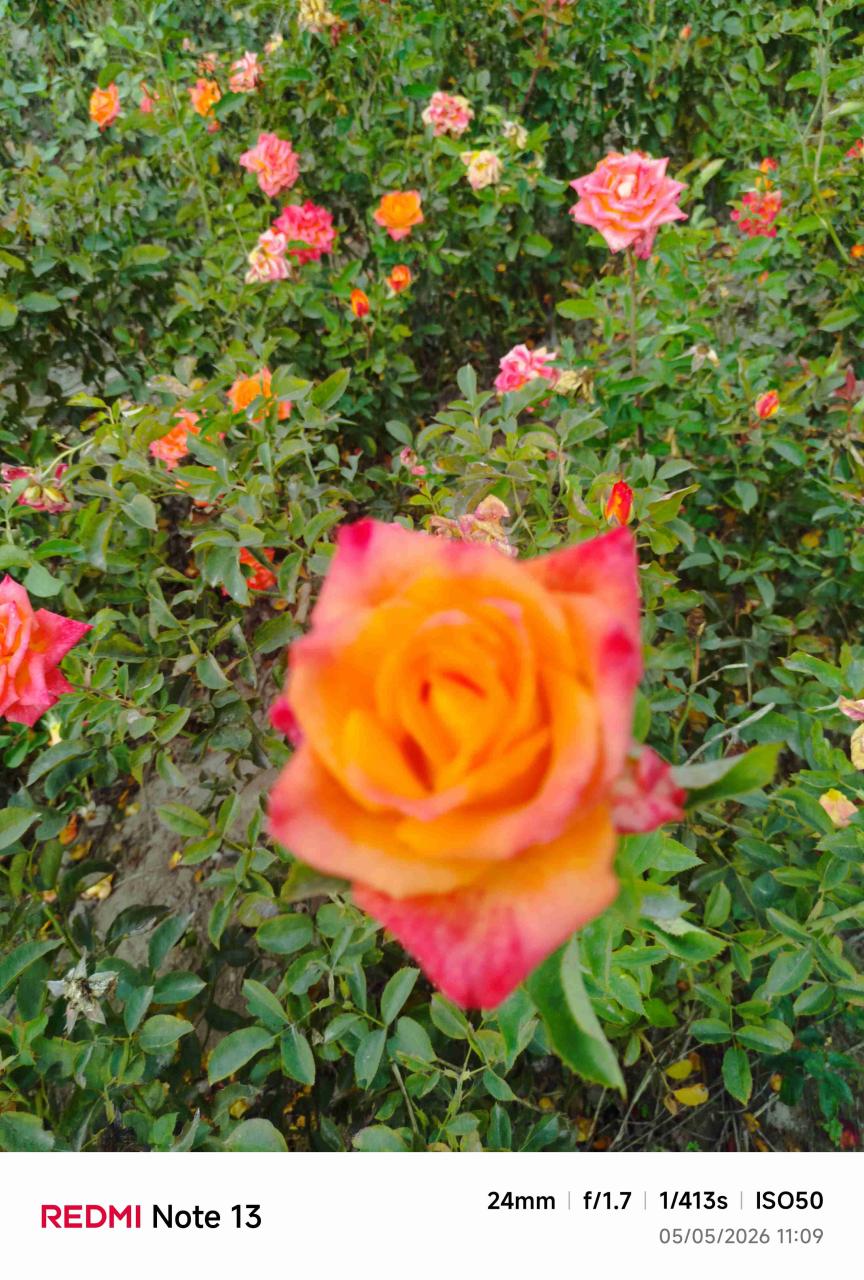 Rosas variadas - miniatura 6