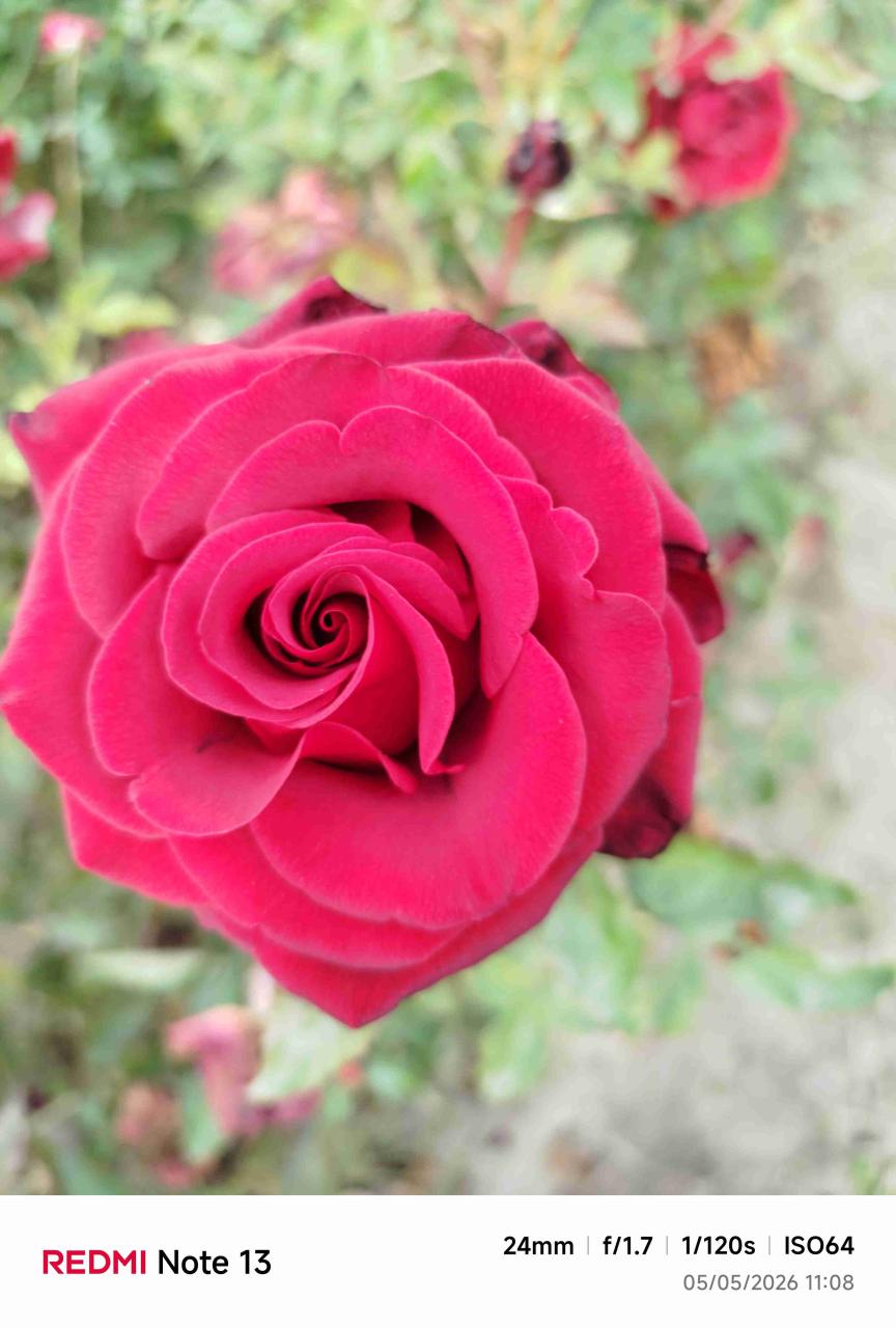 Rosas - miniatura 2