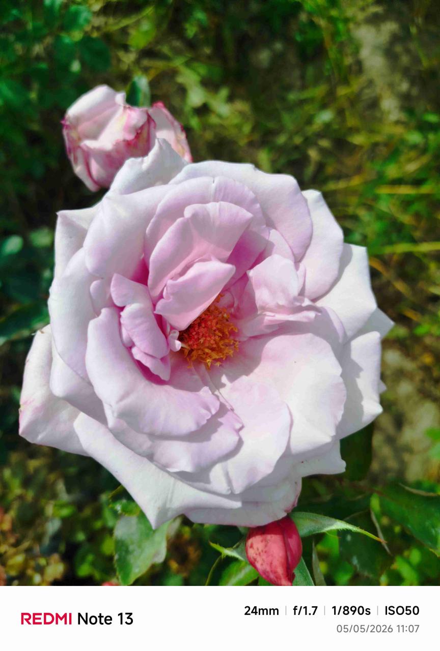Rosas - miniatura 3