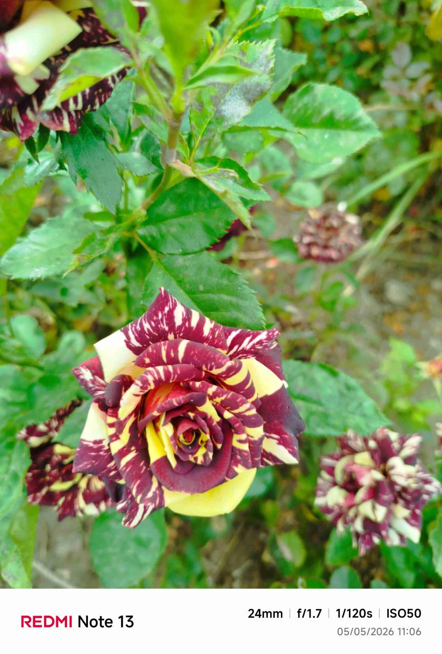 Rosas - miniatura 4