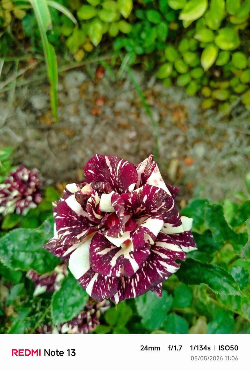 Rosas - miniatura 5