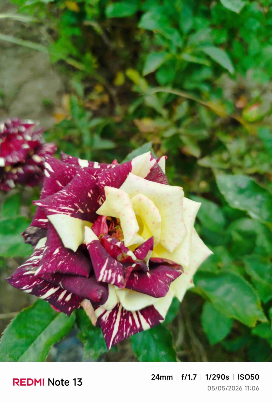Rosas - miniatura 6