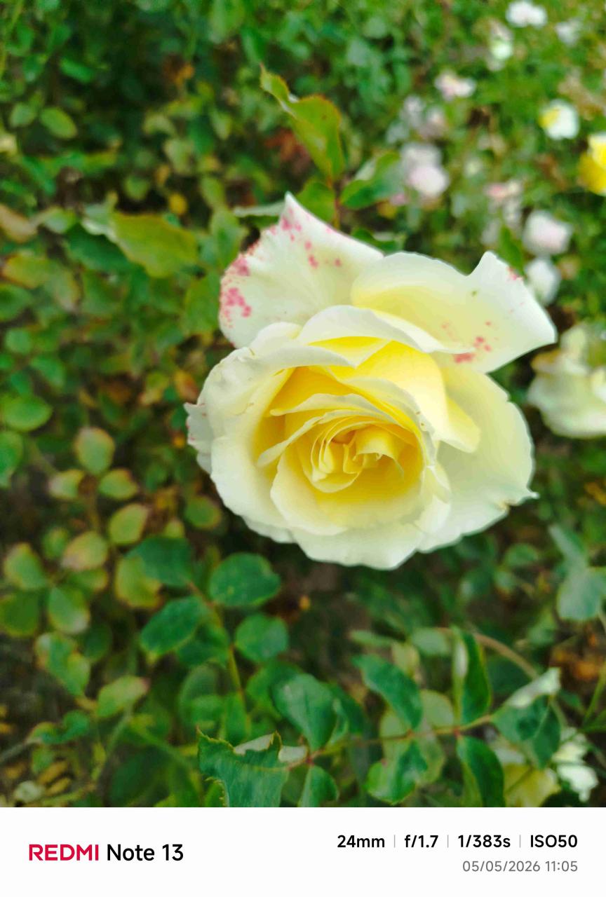 Rosas variedades de colores - miniatura 2