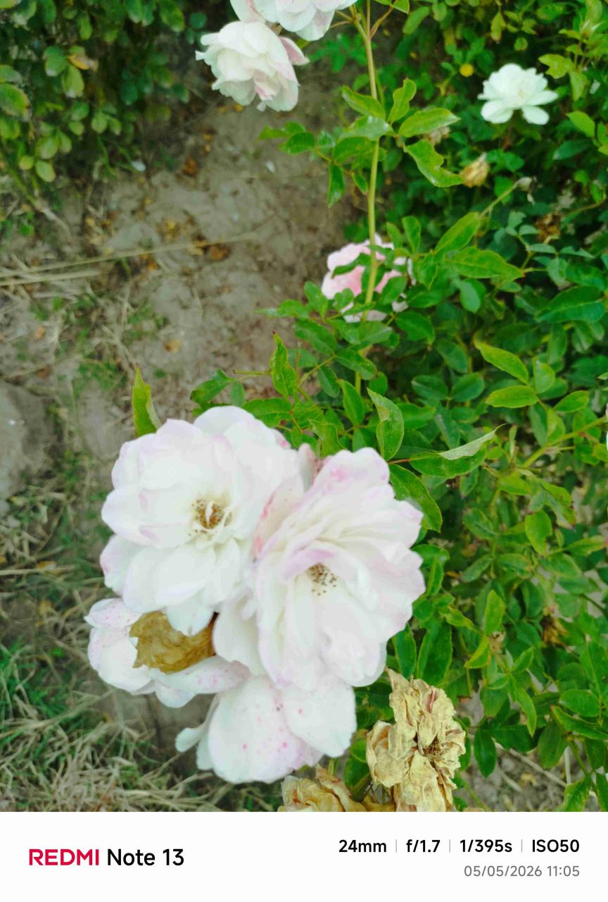Rosas variedades de colores - miniatura 3