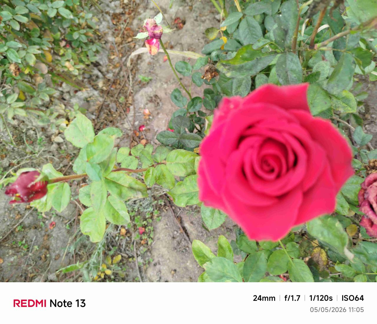 Rosas variedades de colores - miniatura 4