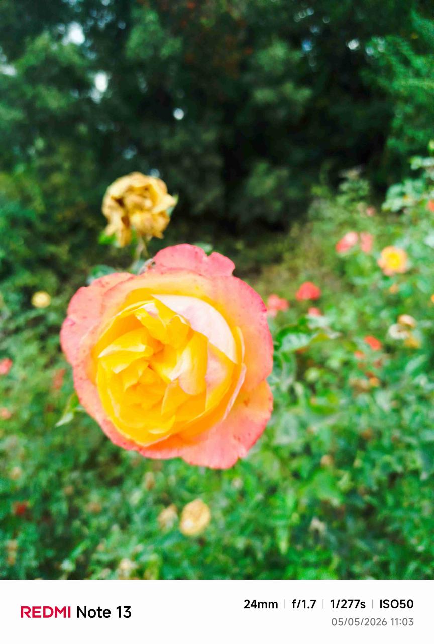 Rosas variedades de colores - miniatura 5