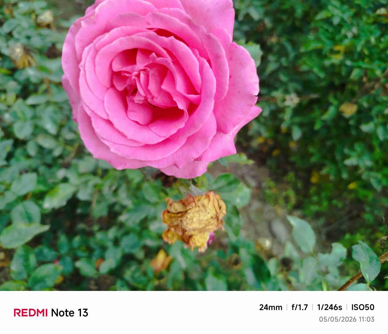 Rosas variedades de colores - miniatura 6