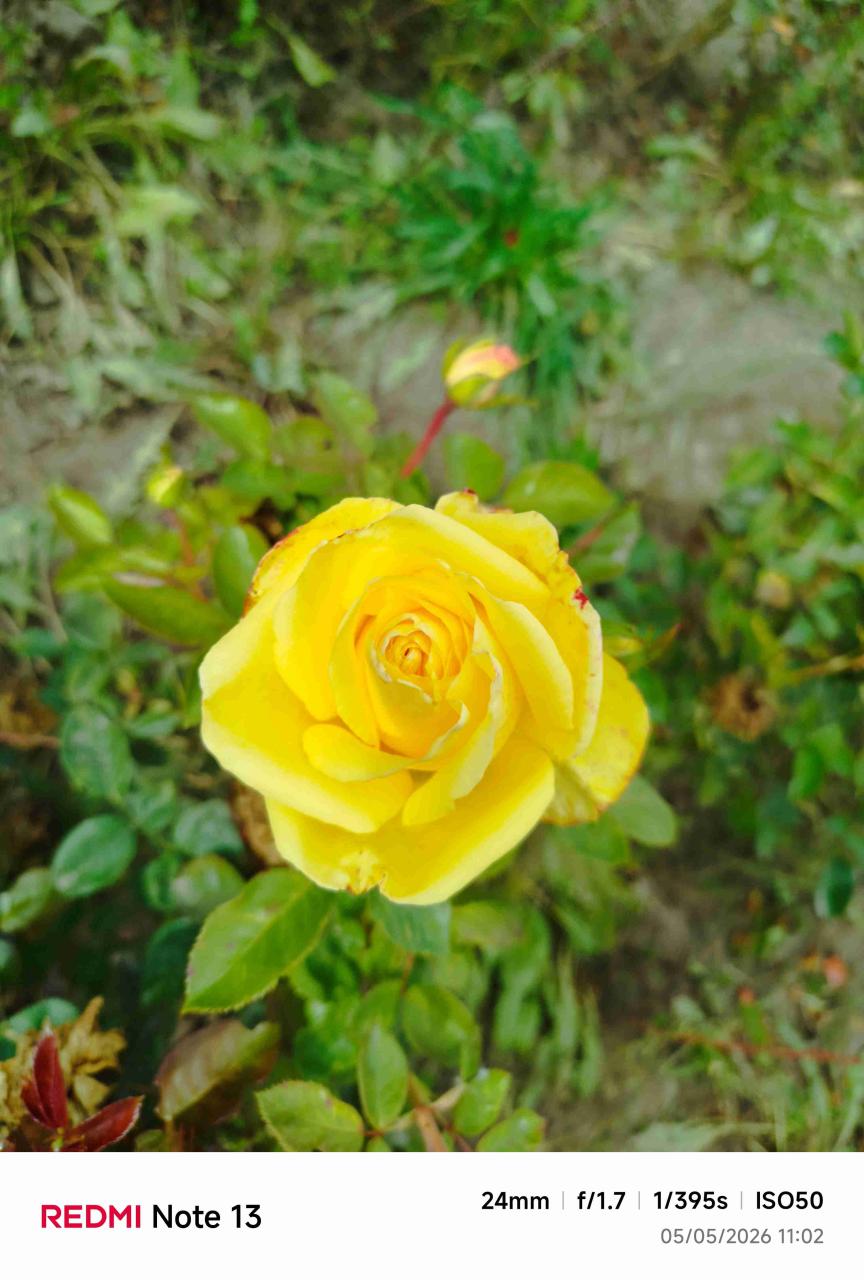 Rosas - miniatura 2