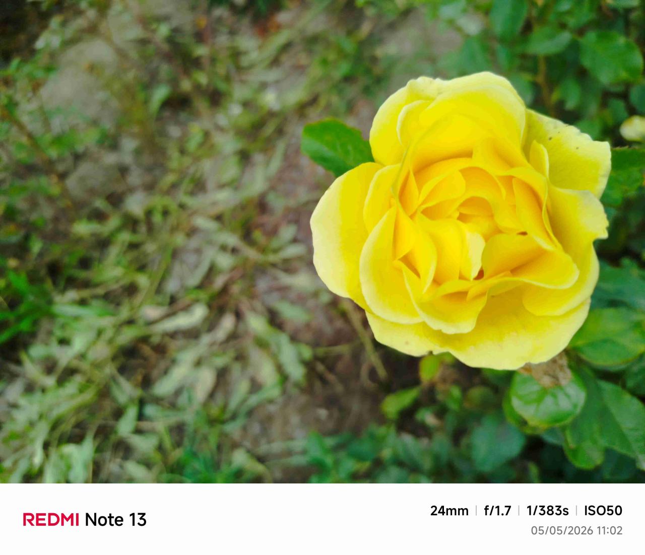 Rosas - miniatura 3