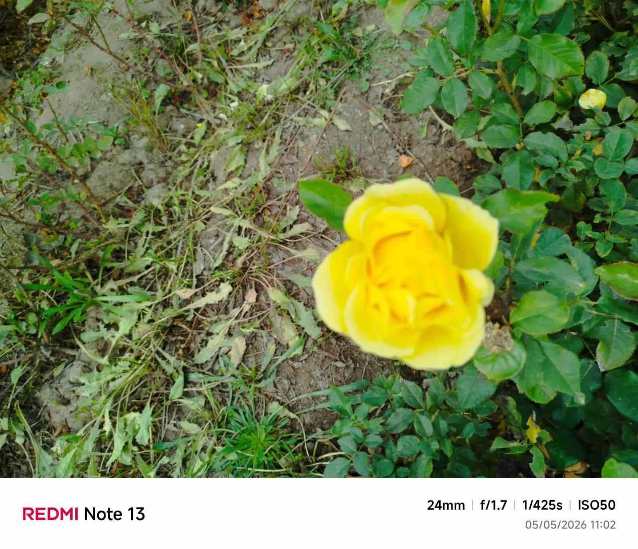 Rosas - miniatura 4